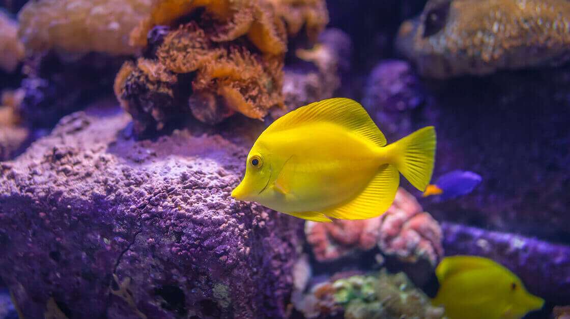 Blog Image 1 1 What to Do in Perth this Summer | Best of Perth 2021 3